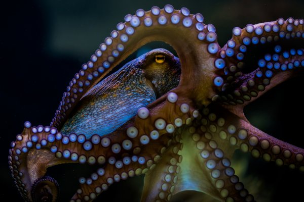 Kraken 13 at сайт