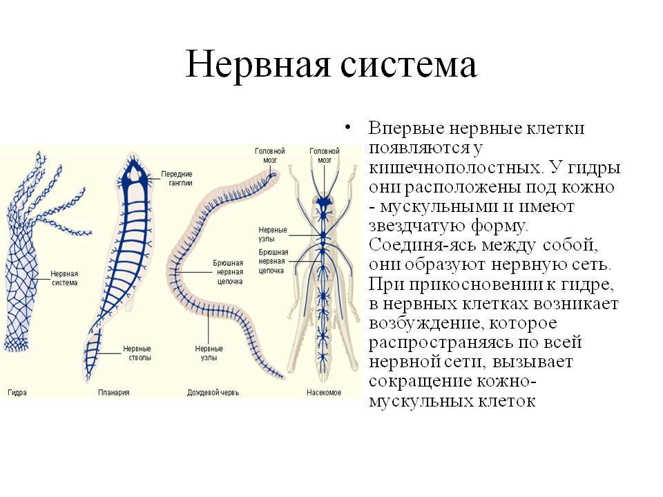 Кракен зеркало прокатис